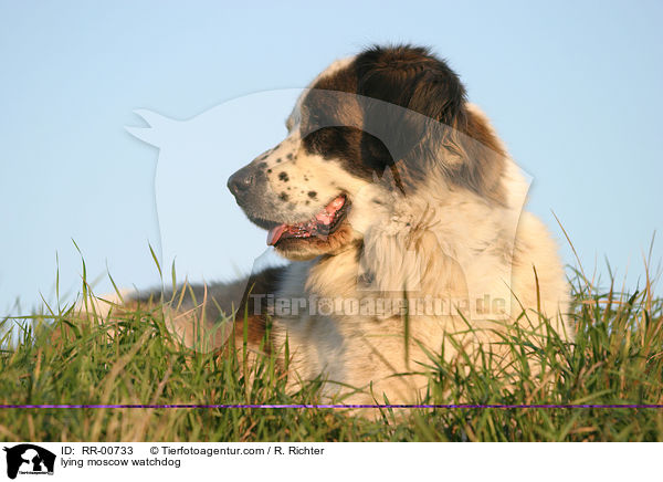 liegender Moskauer Wachhund / lying moscow watchdog / RR-00733