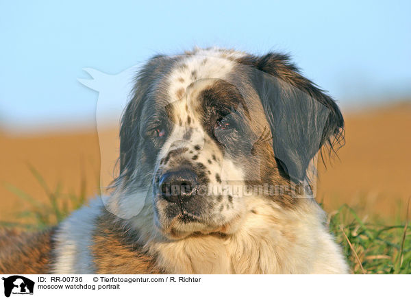 Moskauer Wachhund im Portrait / moscow watchdog portrait / RR-00736
