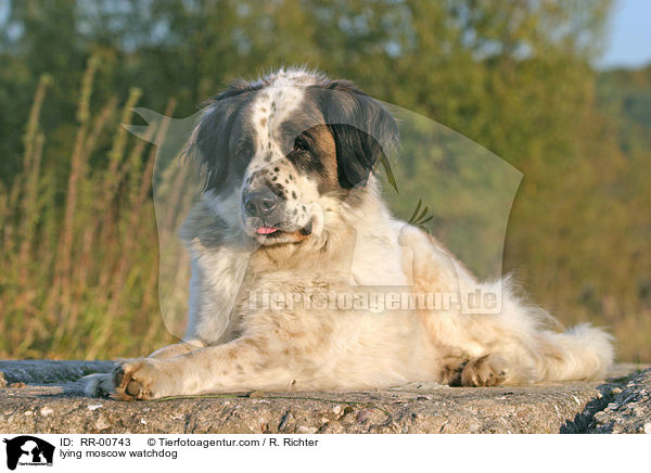 liegender Moskauer Wachhund / lying moscow watchdog / RR-00743