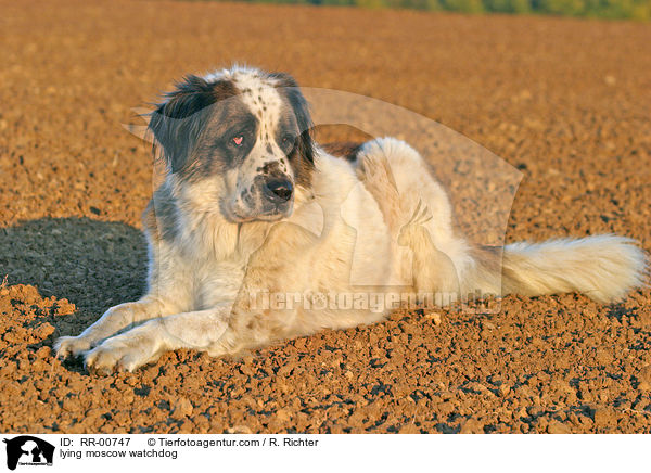 liegender Moskauer Wachhund / lying moscow watchdog / RR-00747