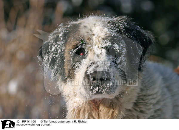 Moskauer Wachhund Portrait / moscow watchog portrait / RR-01190