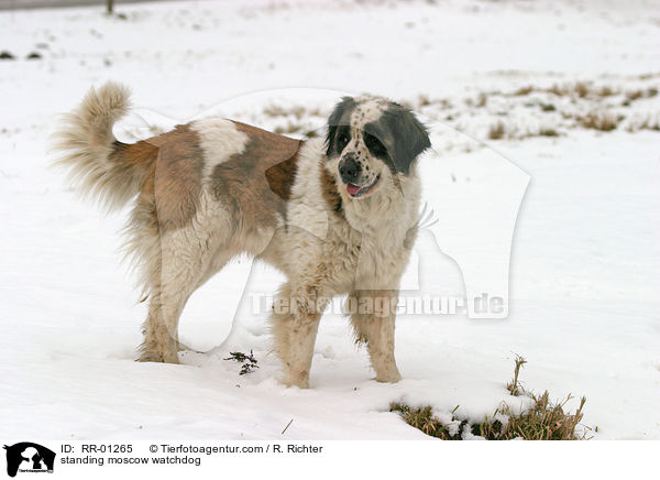 stehender Moskauer Wachhund / standing moscow watchdog / RR-01265