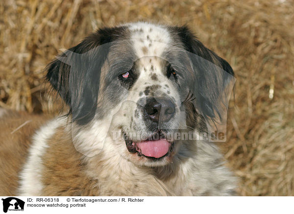 moscow watchdog portrait / RR-06318