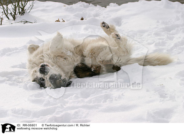 wlzender Moskauer Wachhund / wallowing moscow watchdog / RR-06801