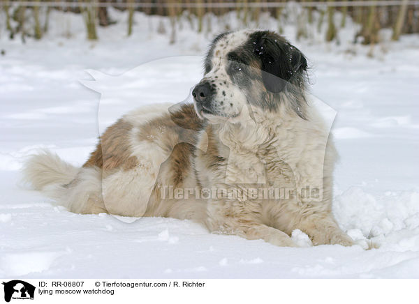 liegender Moskauer Wachhund / lying moscow watchdog / RR-06807