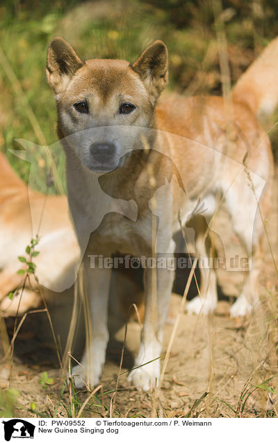 Neuguinea-Dingo / New Guinea Singing dog / PW-09552