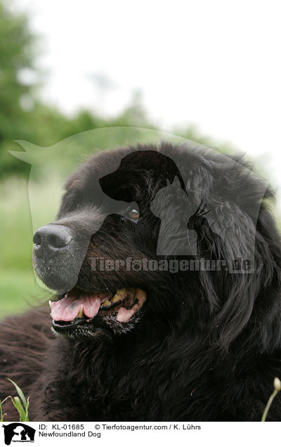 alter Neufundlnder / Newfoundland Dog / KL-01685