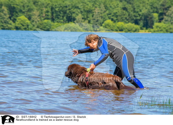 Newfoundland is trained as a water rescue dog / SST-18842