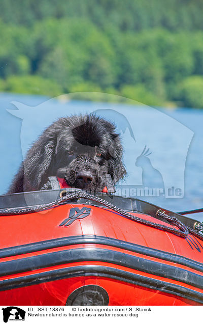 Newfoundland is trained as a water rescue dog / SST-18876