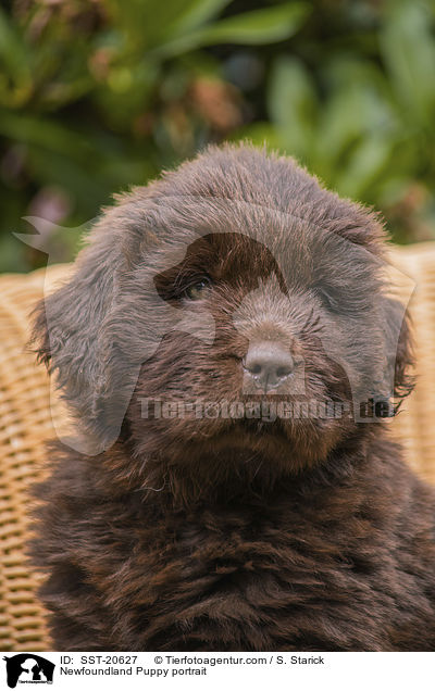 Newfoundland Puppy portrait / SST-20627