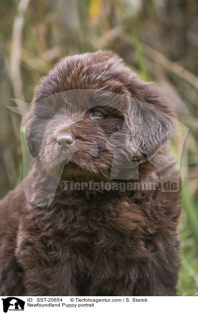 Newfoundland Puppy portrait / SST-20654