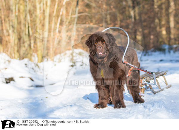Newfoundland Dog with sled / SST-20952