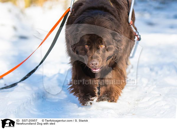 Newfoundland Dog with sled / SST-20957