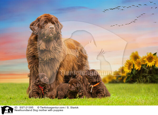 Neufundlnder Mutter mit Welpen / Newfoundland Dog mother with puppies / SST-21395