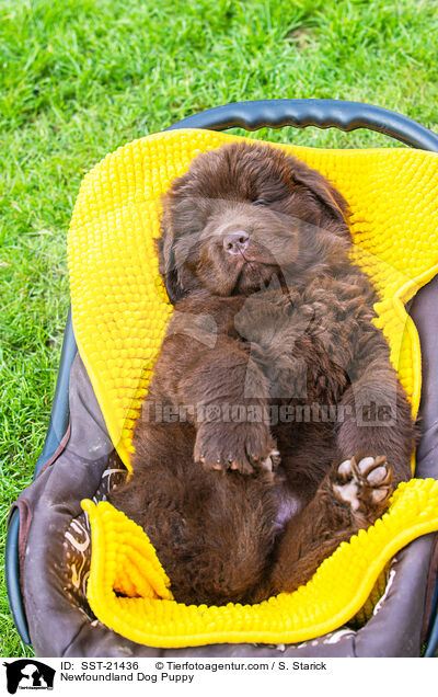 Neufundlnder Welpe / Newfoundland Dog Puppy / SST-21436