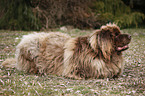 Newfoundland Dog