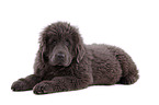 Newfoundland Dog