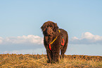 Newfoundland is trained as a water rescue dog