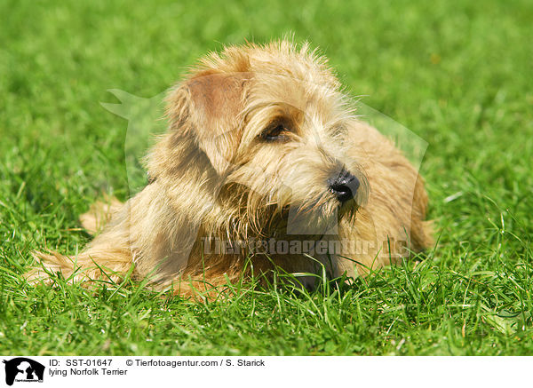 lying Norfolk Terrier / SST-01647