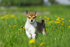 Norwegian Lundehund puppy