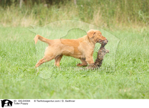 Nova Scotia Duck Tolling Retriever Welpe / Toller Puppy / DG-04084