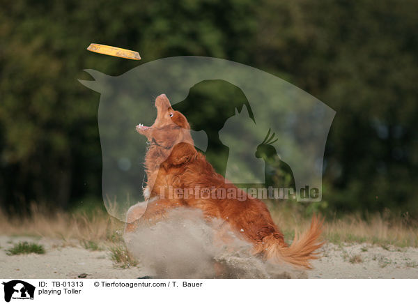 spielender Nova Scotia Duck Tolling Retriever / playing Toller / TB-01313