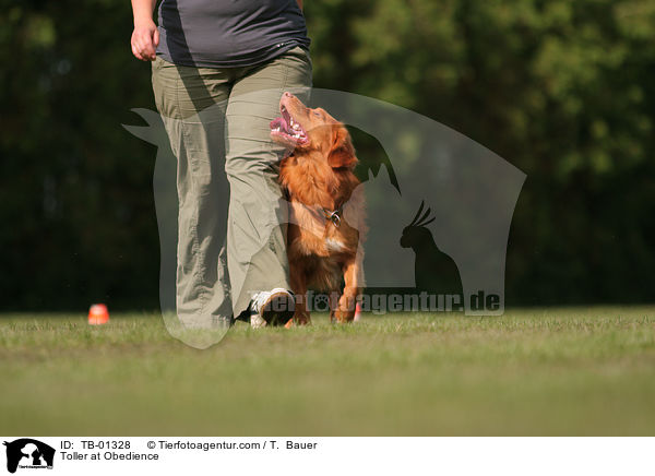 Nova Scotia Duck Tolling Retriever beim Obedience / Toller at Obedience / TB-01328
