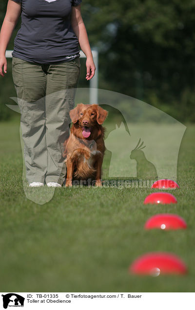 Toller at Obedience / TB-01335
