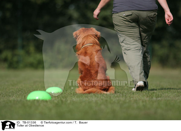Toller at Obedience / TB-01336
