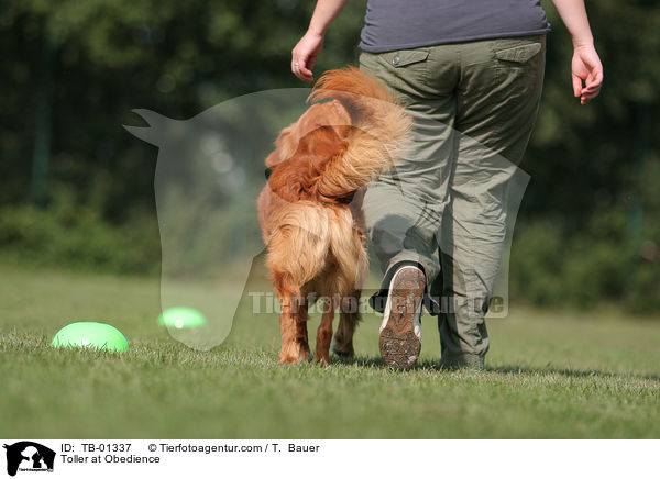 Nova Scotia Duck Tolling Retriever beim Obedience / Toller at Obedience / TB-01337