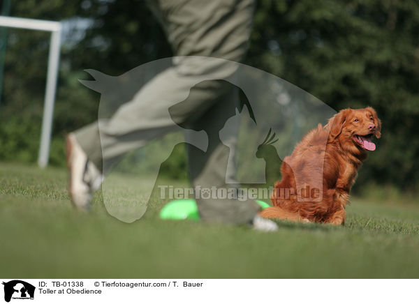 Toller at Obedience / TB-01338
