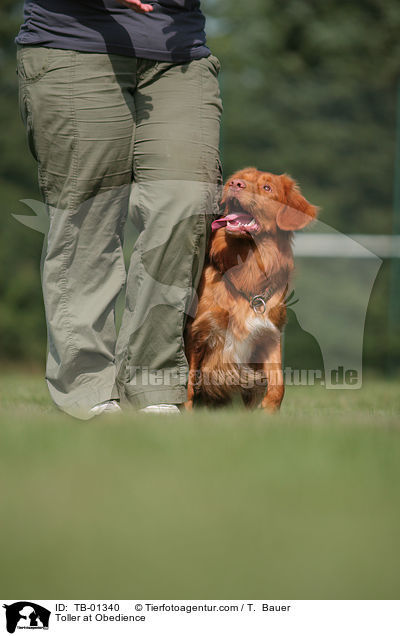 Nova Scotia Duck Tolling Retriever beim Obedience / Toller at Obedience / TB-01340