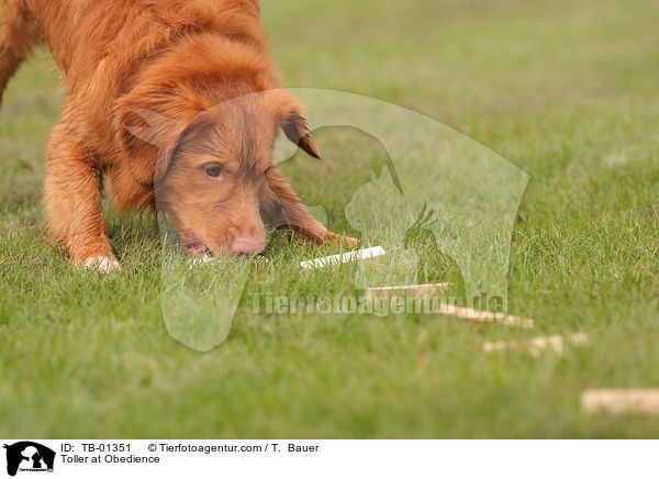 Nova Scotia Duck Tolling Retriever beim Obedience / Toller at Obedience / TB-01351