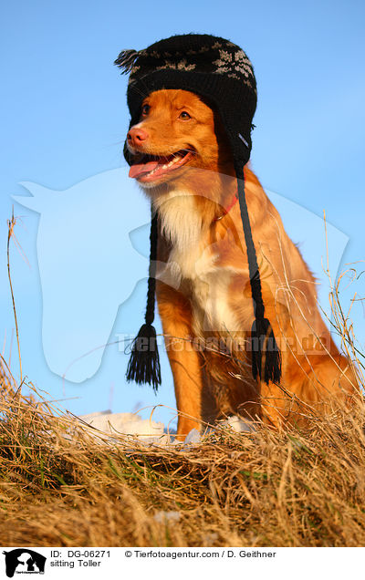 sitzender Nova Scotia Duck Tolling Retriever / sitting Toller / DG-06271