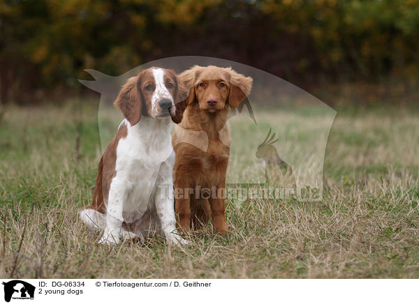 2 young dogs / DG-06334