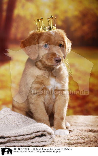 Nova Scotia Duck Tolling Retriever Welpe / Nova Scotia Duck Tolling Retriever Puppy / RR-78926