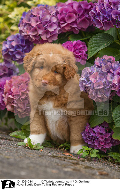 Nova Scotia Duck Tolling Retriever Puppy / DG-08414