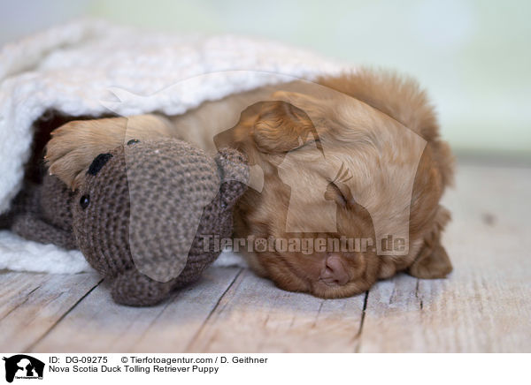 Nova Scotia Duck Tolling Retriever Puppy / DG-09275