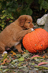 Toller Puppy