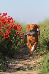 retrieving Toller