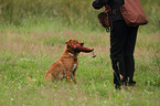 retrieving Toller