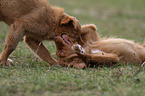 Toller puppies