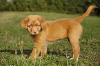 Nova Scotia Duck Tolling Retriever Puppy