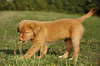 Nova Scotia Duck Tolling Retriever Puppy