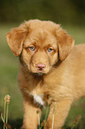 Nova Scotia Duck Tolling Retriever Puppy