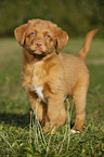 Nova Scotia Duck Tolling Retriever Puppy