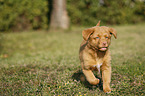 Nova Scotia Duck Tolling Retriever Puppy