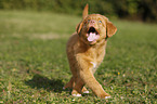 Nova Scotia Duck Tolling Retriever Puppy