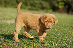 Nova Scotia Duck Tolling Retriever Puppy