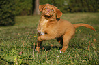 Nova Scotia Duck Tolling Retriever Puppy